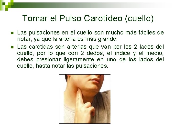 Tomar el Pulso Carotídeo (cuello) n n Las pulsaciones en el cuello son mucho Tomar el Pulso Carotídeo (cuello) n n Las pulsaciones en el cuello son mucho