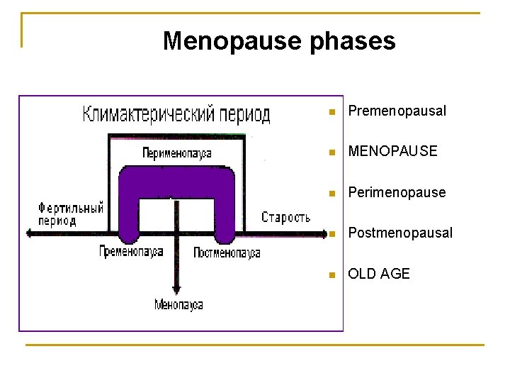 Menopause phases n Premenopausal n MENOPAUSE n Perimenopause n Postmenopausal n OLD AGE 