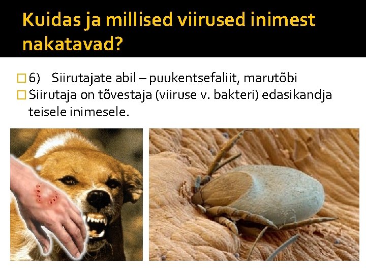 Kuidas ja millised viirused inimest nakatavad? � 6) Siirutajate abil – puukentsefaliit, marutõbi �