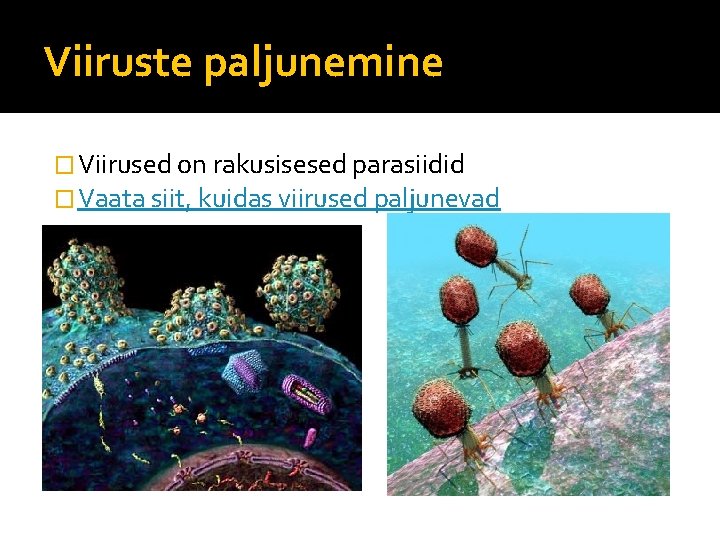 Viiruste paljunemine � Viirused on rakusisesed parasiidid � Vaata siit, kuidas viirused paljunevad 