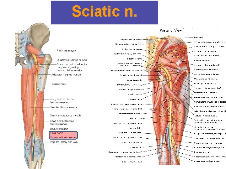 Sciatic n. 18 