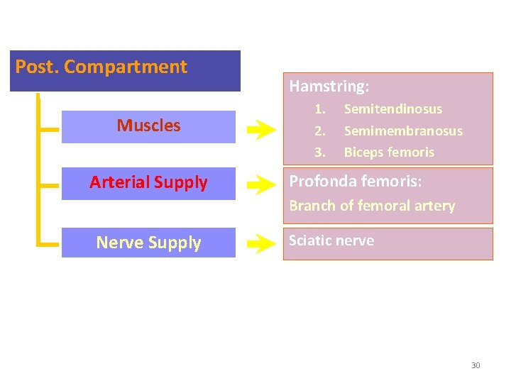 Post. Compartment Muscles Arterial Supply Hamstring: 1. 2. 3. Semitendinosus Semimembranosus Biceps femoris Profonda