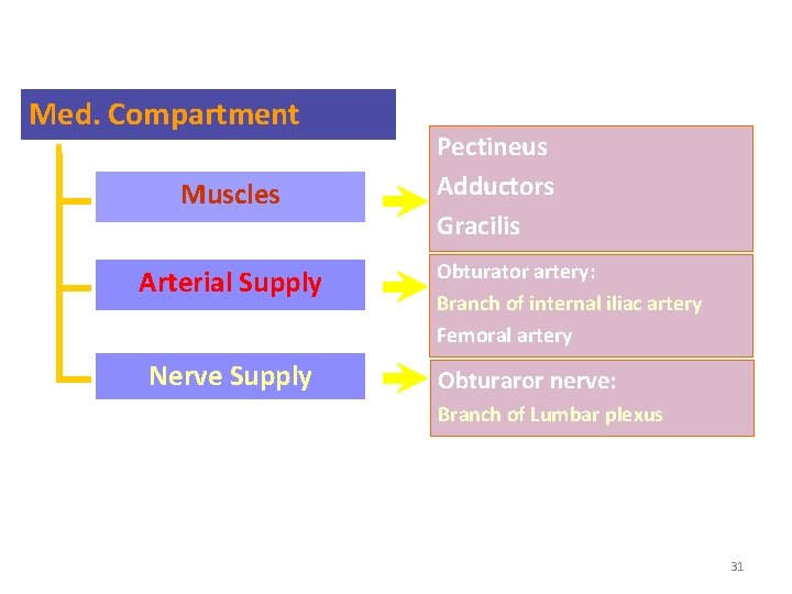 Med. Compartment Muscles Arterial Supply Nerve Supply Pectineus Adductors Gracilis Obturator artery: Branch of