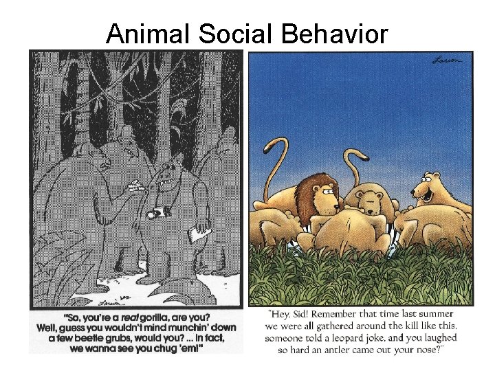 Animal Social Behavior 