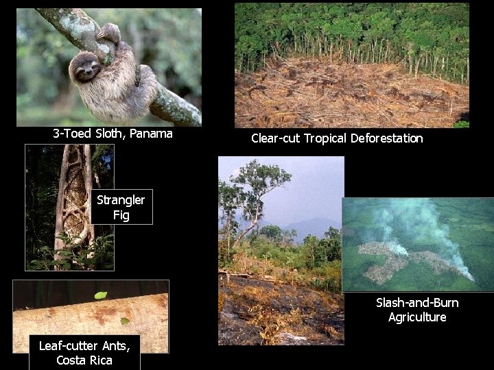 3 -Toed Sloth, Panama Clear-cut Tropical Deforestation Strangler Fig Slash-and-Burn Agriculture Leaf-cutter Ants, Costa