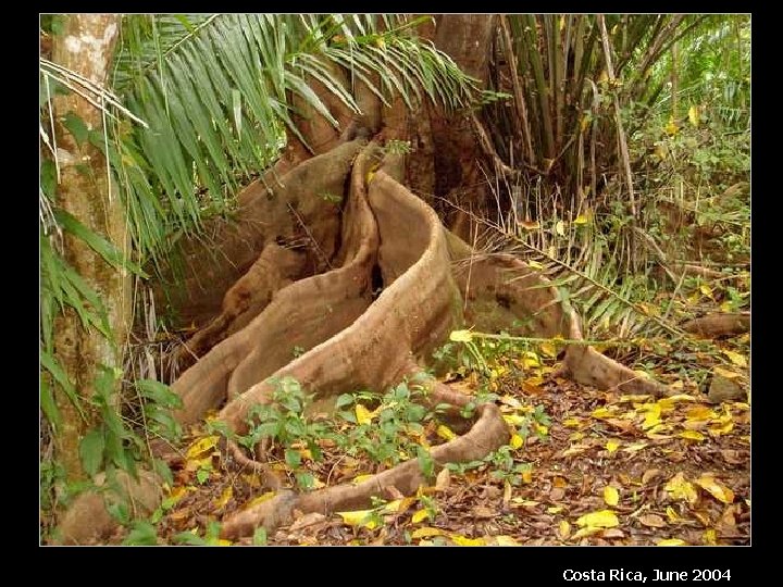 Costa Rica, June 2004 