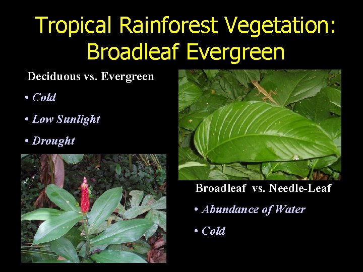 Tropical Rainforest Vegetation: Broadleaf Evergreen Deciduous vs. Evergreen • Cold • Low Sunlight •