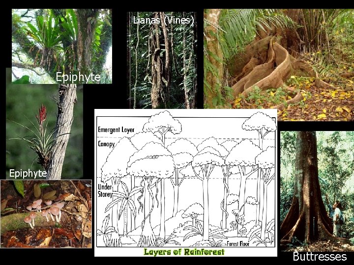 Lianas (Vines) Epiphyte Buttresses 