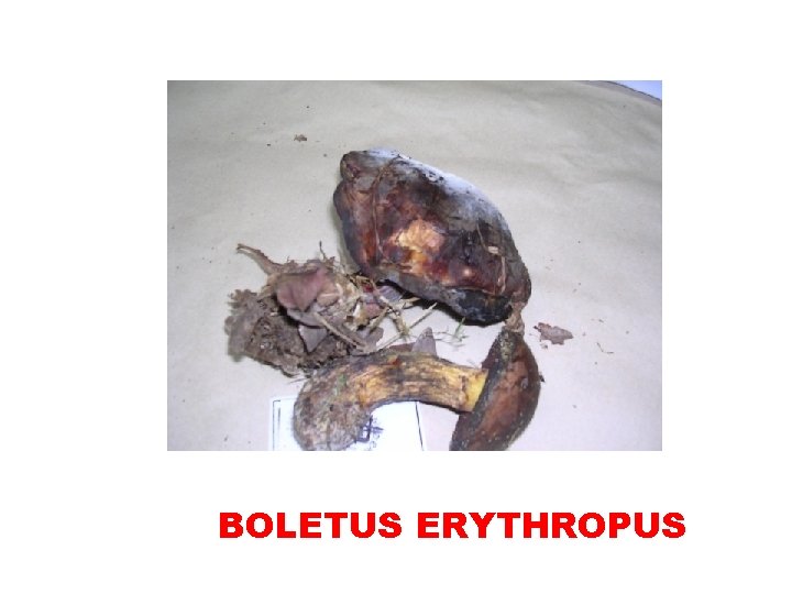 BOLETUS ERYTHROPUS 