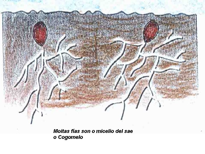 Moitas fías son o micelio del sae o Cogomelo 