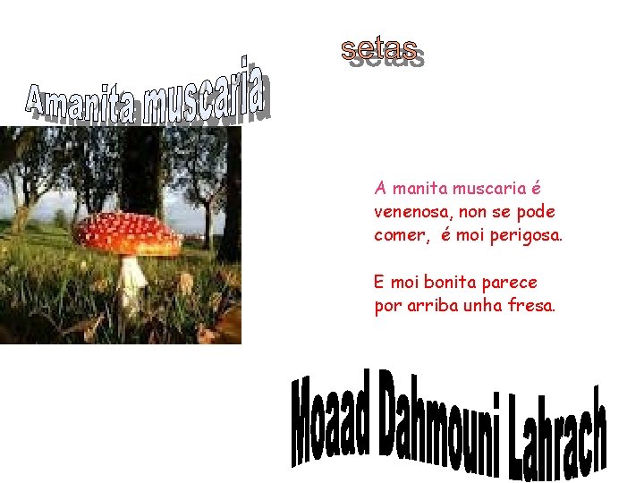 A manita muscaria é venenosa, non se pode comer, é moi perigosa. E moi