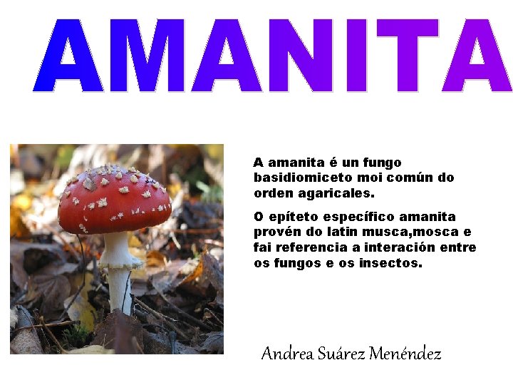 A amanita é un fungo basidiomiceto moi común do orden agaricales. O epíteto específico