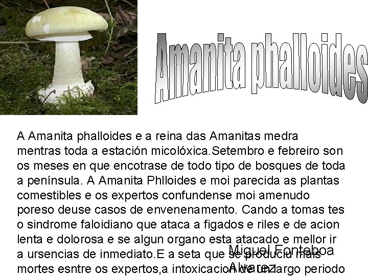 A Amanita phalloides e a reina das Amanitas medra mentras toda a estación micolóxica.