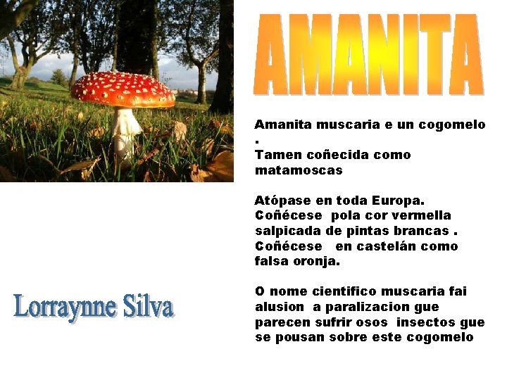 Amanita muscaria e un cogomelo. Tamen coñecida como matamoscas Atópase en toda Europa. Coñécese