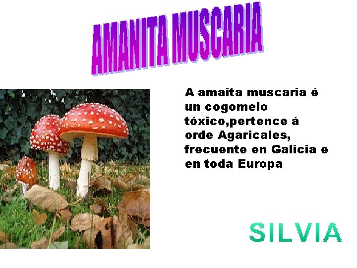 A amaita muscaria é un cogomelo tóxico, pertence á orde Agaricales, frecuente en Galicia