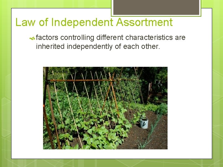 Law of Independent Assortment factors controlling different characteristics are inherited independently of each other.