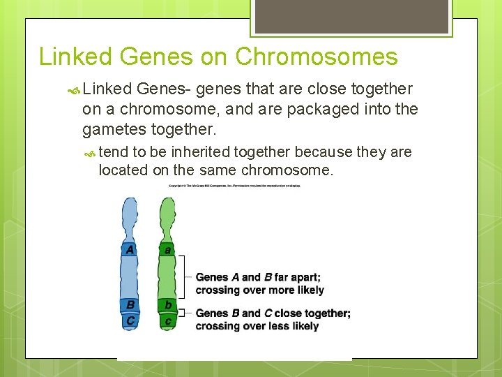 Linked Genes on Chromosomes Linked Genes- genes that are close together on a chromosome,