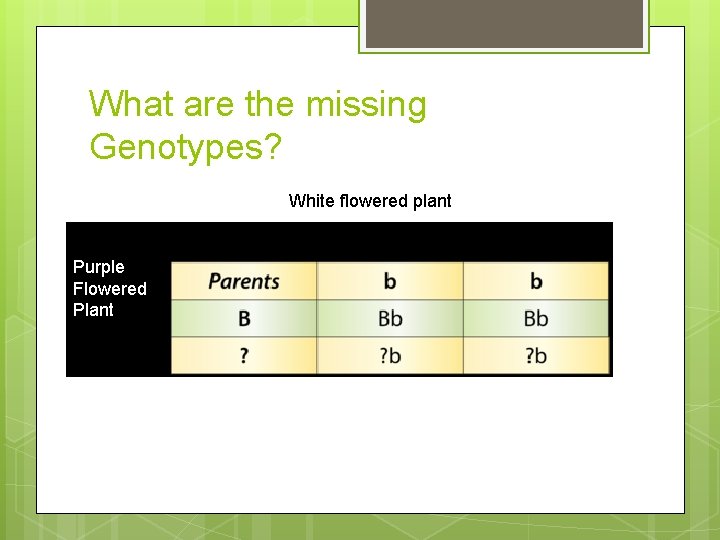 What are the missing Genotypes? White flowered plant Purple Flowered Plant 