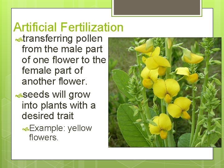 Artificial Fertilization transferring pollen from the male part of one flower to the female