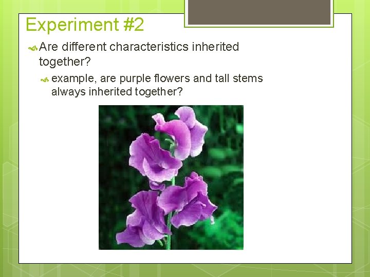 Experiment #2 Are different characteristics inherited together? example, are purple flowers and tall stems