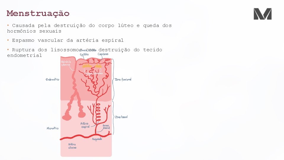 Menstruação • Causada pela destruição do corpo lúteo e queda dos hormônios sexuais •
