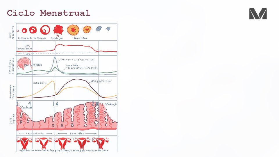 Ciclo Menstrual 