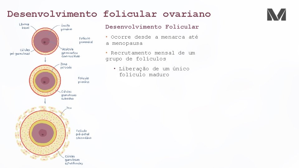 Desenvolvimento folicular ovariano Desenvolvimento Folicular • Ocorre desde a menarca até a menopausa •