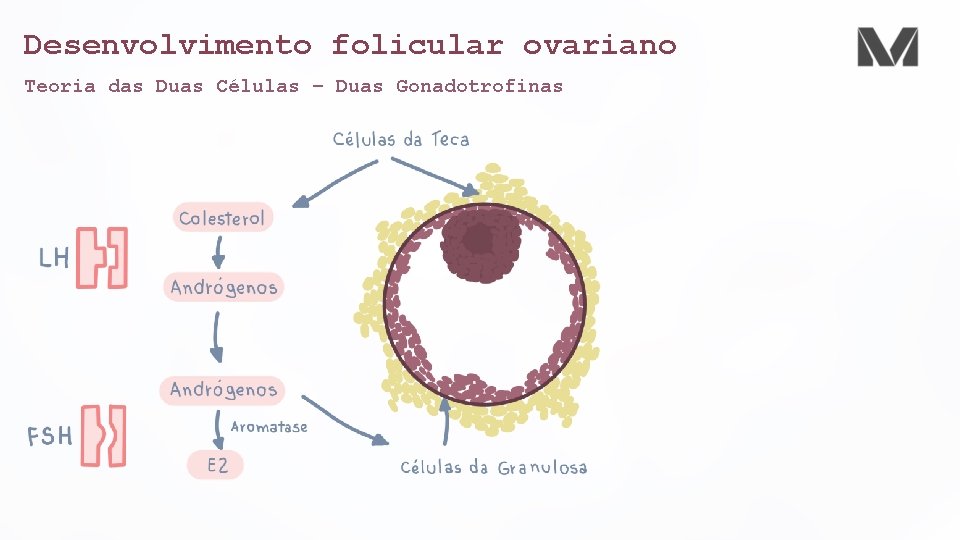 Desenvolvimento folicular ovariano Teoria das Duas Células – Duas Gonadotrofinas 