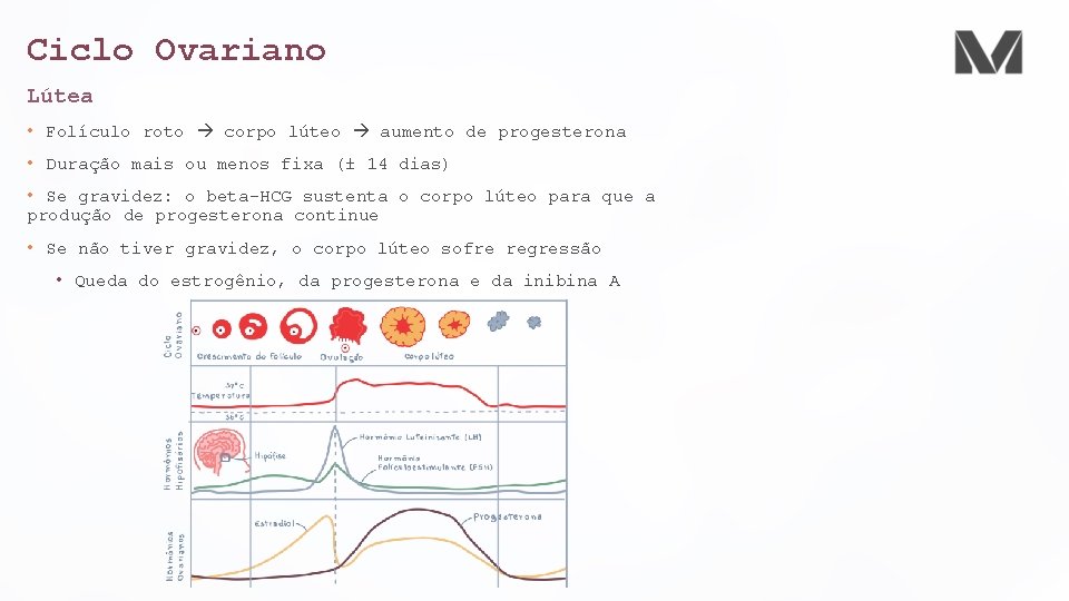 Ciclo Ovariano Lútea • Folículo roto corpo lúteo aumento de progesterona • Duração mais