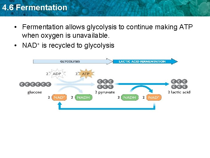 4. 6 Fermentation • Fermentation allows glycolysis to continue making ATP when oxygen is