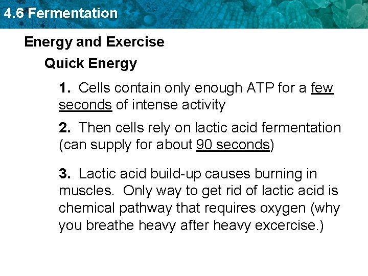4. 6 Fermentation Energy and Exercise Quick Energy 1. Cells contain only enough ATP