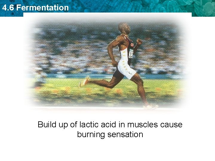 4. 6 Fermentation Build up of lactic acid in muscles cause burning sensation 