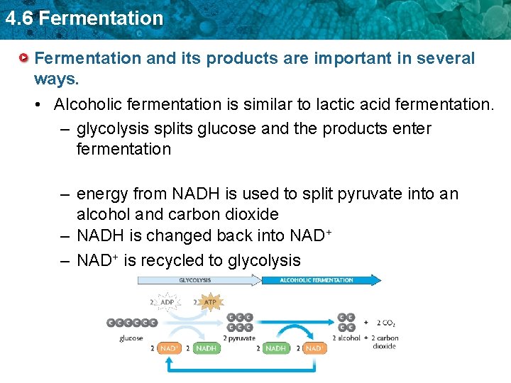 4. 6 Fermentation and its products are important in several ways. • Alcoholic fermentation