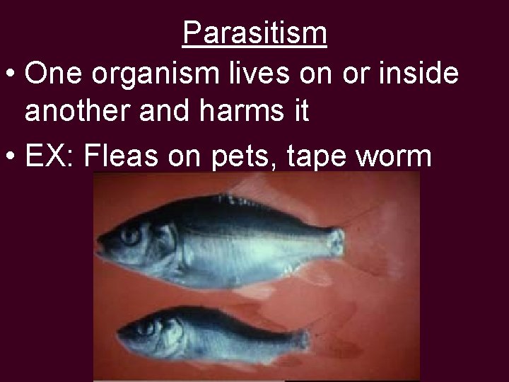 Parasitism • One organism lives on or inside another and harms it • EX: