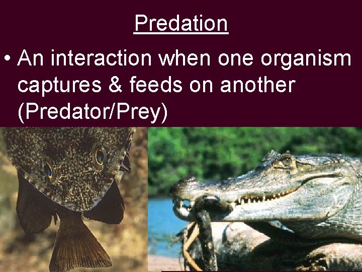 Predation • An interaction when one organism captures & feeds on another (Predator/Prey) 