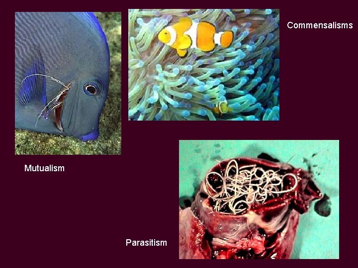 Commensalisms Mutualism Parasitism 