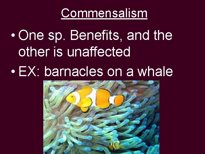 Commensalism • One sp. Benefits, and the other is unaffected • EX: barnacles on
