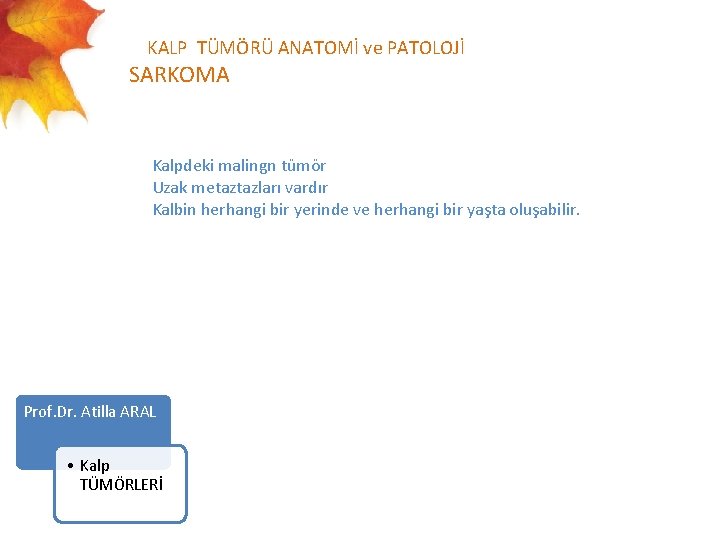  KALP TÜMÖRÜ ANATOMİ ve PATOLOJİ SARKOMA Kalpdeki malingn tümör Uzak metaztazları vardır Kalbin