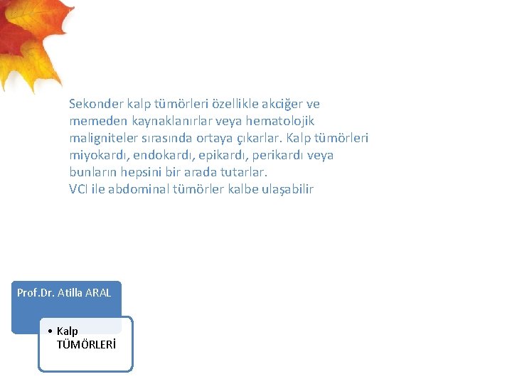  Sekonder kalp tümörleri özellikle akciğer ve memeden kaynaklanırlar veya hematolojik maligniteler sırasında ortaya