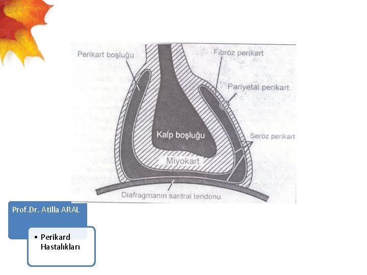  Prof. Dr. Atilla ARAL • Perikard Hastalıkları 