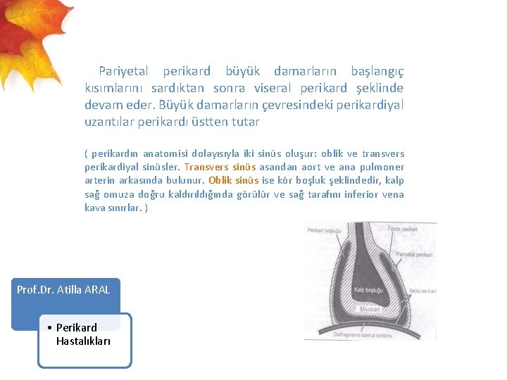  Pariyetal perikard büyük damarların başlangıç kısımlarını sardıktan sonra viseral perikard şeklinde devam eder.