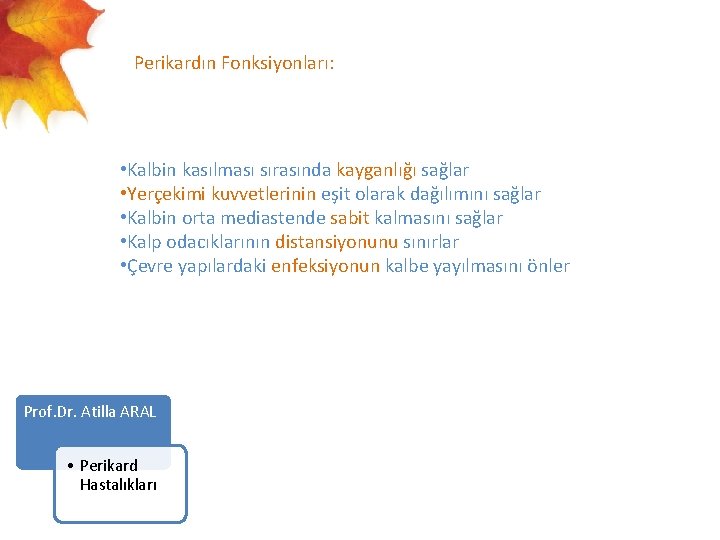  Perikardın Fonksiyonları: • Kalbin kasılması sırasında kayganlığı sağlar • Yerçekimi kuvvetlerinin eşit olarak