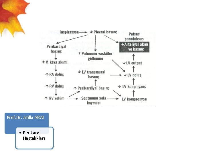  Prof. Dr. Atilla ARAL • Perikard Hastalıkları 