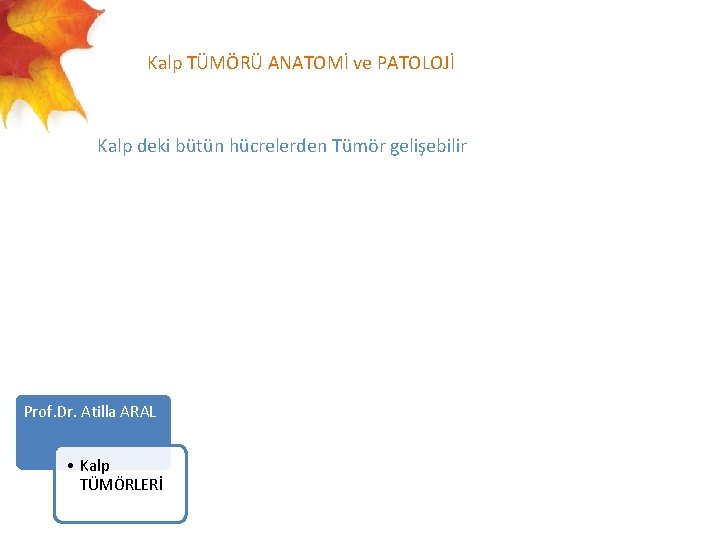  Kalp TÜMÖRÜ ANATOMİ ve PATOLOJİ Kalp deki bütün hücrelerden Tümör gelişebilir Prof. Dr.