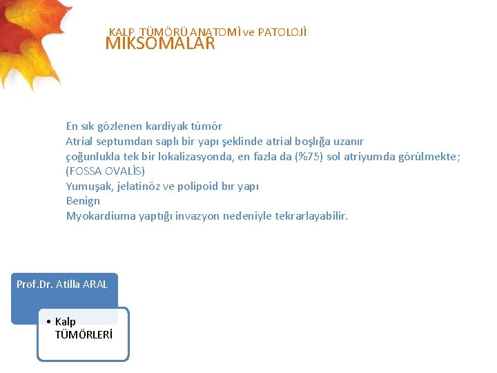 KALP TÜMÖRÜ ANATOMİ ve PATOLOJİ MİKSOMALAR En sık gözlenen kardiyak tümör Atrial septumdan saplı