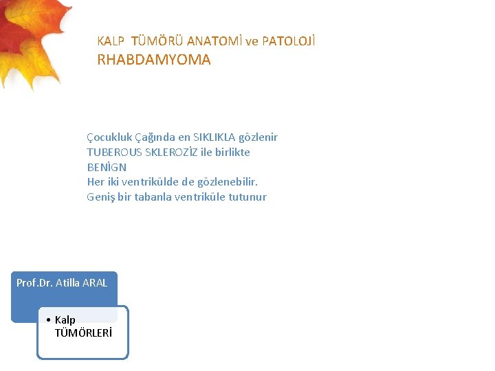  KALP TÜMÖRÜ ANATOMİ ve PATOLOJİ RHABDAMYOMA Çocukluk Çağında en SIKLIKLA gözlenir TUBEROUS SKLEROZİZ