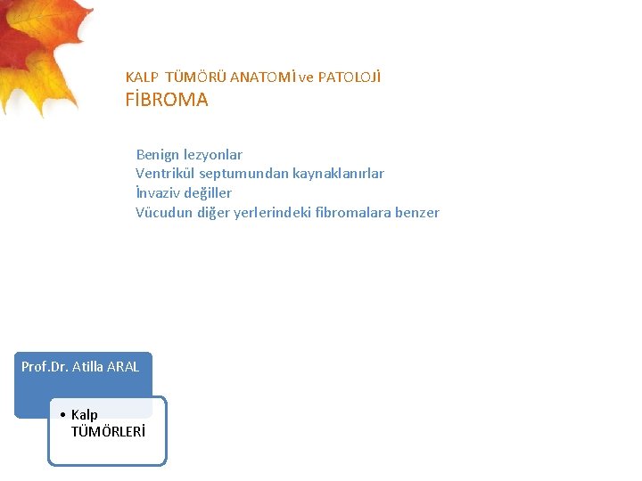  KALP TÜMÖRÜ ANATOMİ ve PATOLOJİ FİBROMA Benign lezyonlar Ventrikül septumundan kaynaklanırlar İnvaziv değiller