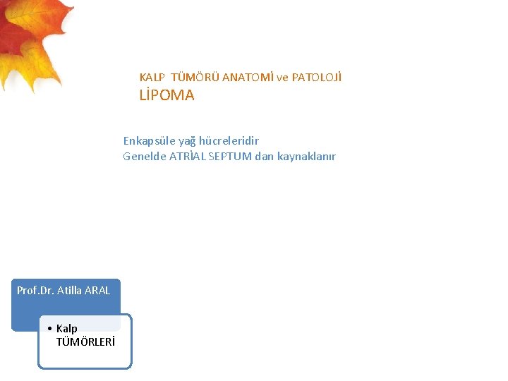  KALP TÜMÖRÜ ANATOMİ ve PATOLOJİ LİPOMA Enkapsüle yağ hücreleridir Genelde ATRİAL SEPTUM dan