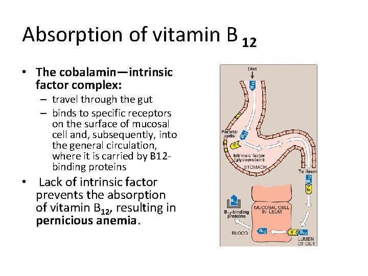 Absorption of vitamin B 12 • The cobalamin—intrinsic factor complex: – travel through the