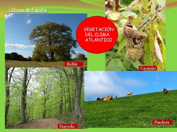 - Climas de España. VEGETACIÓN DEL CLIMA ATLÁNTICO Roble Hayedo Castaño Pradera 